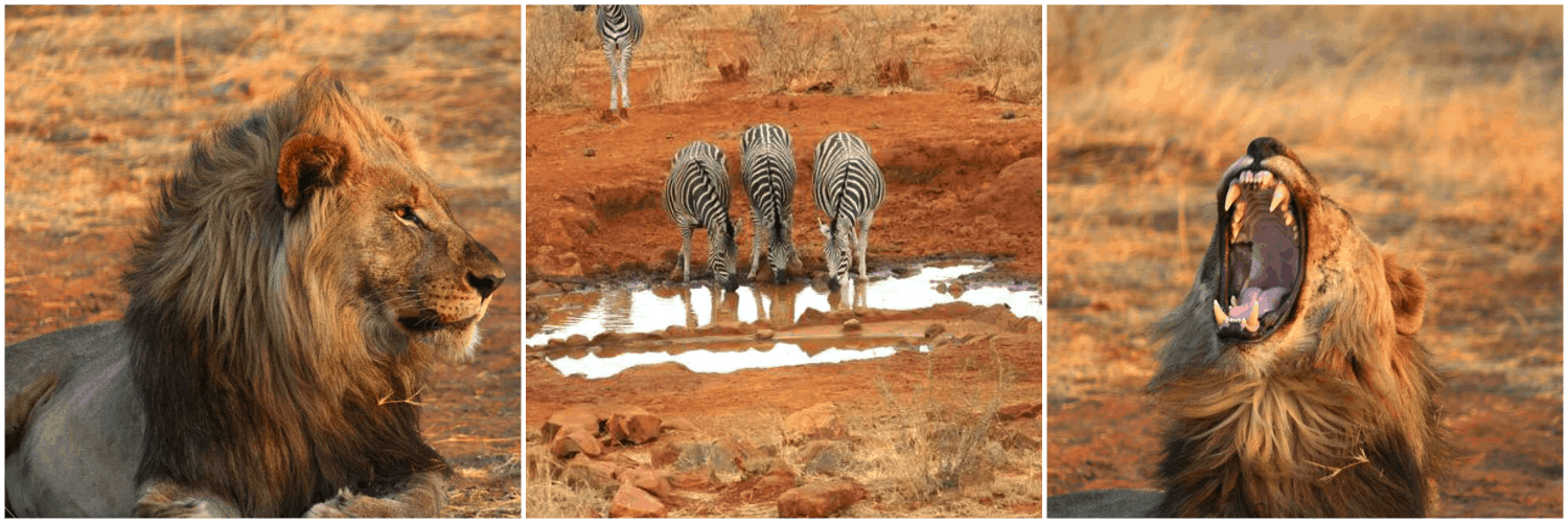 African Animals Catamaran Guru