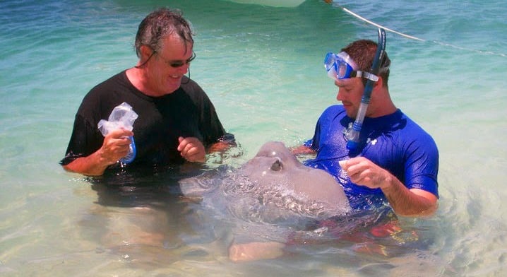 Stingrays