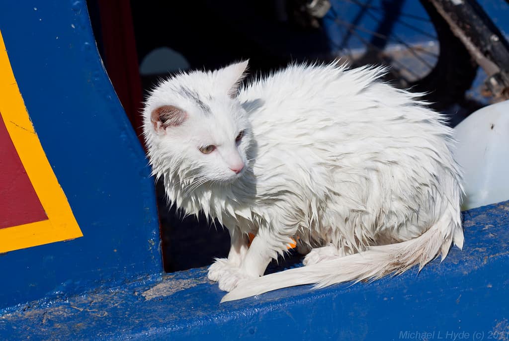 octo the cat was trained to return to the catamaran if fell overboard