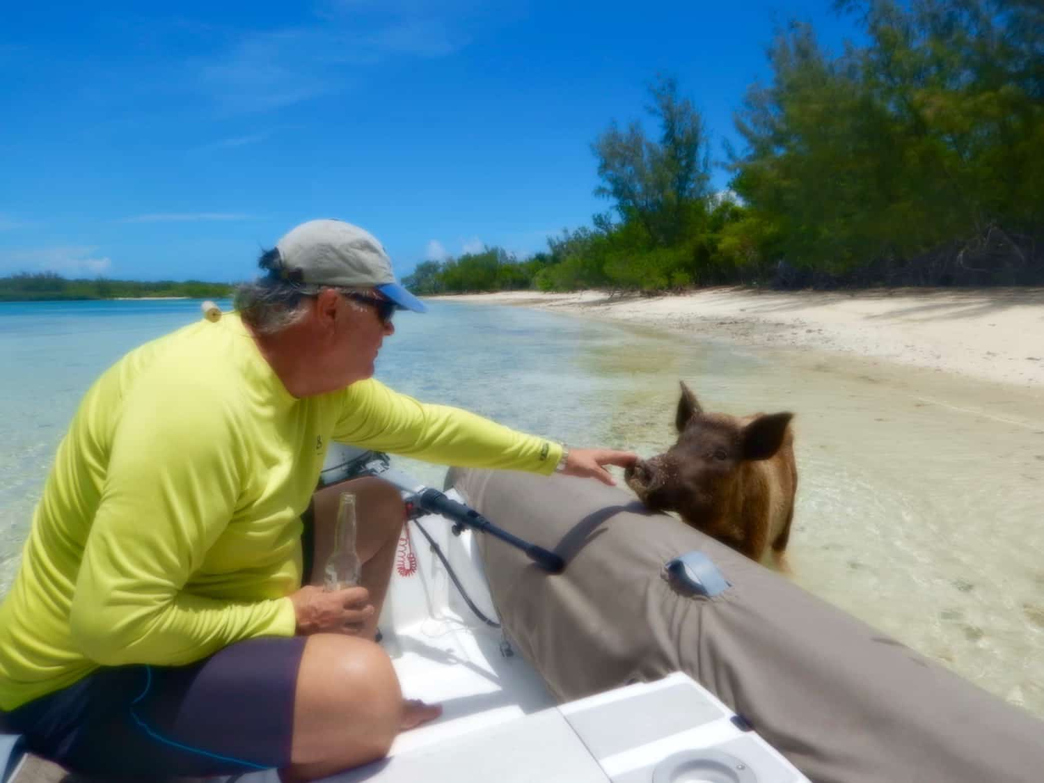 bahamas swimming pigs visited during a regatta layday