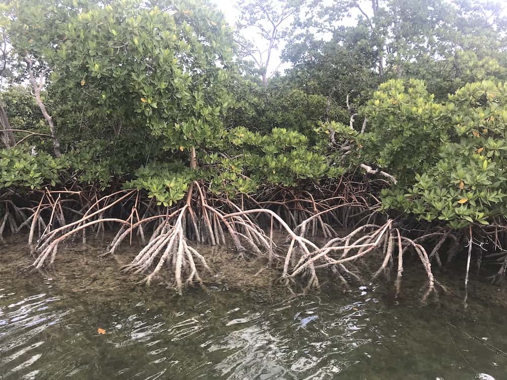 Mangroves