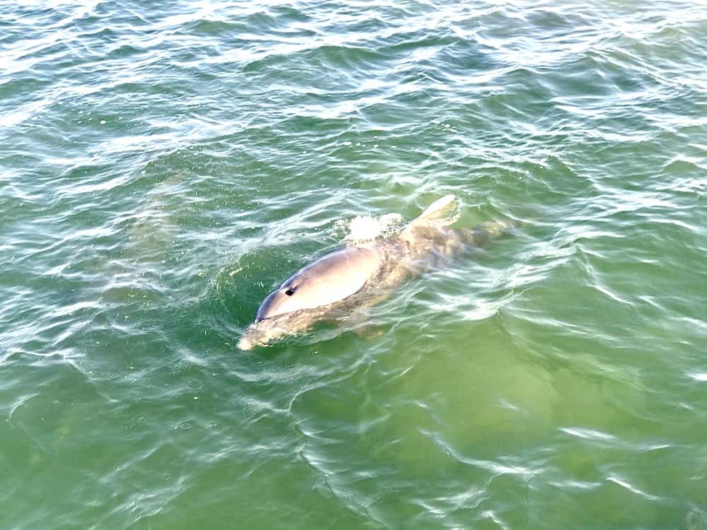 dolphins key largo 1