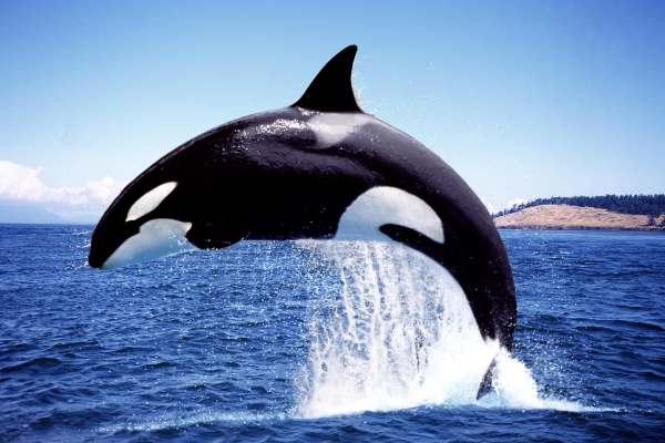 Orcas: Thoughts After an Attack on Our Clients' Boat